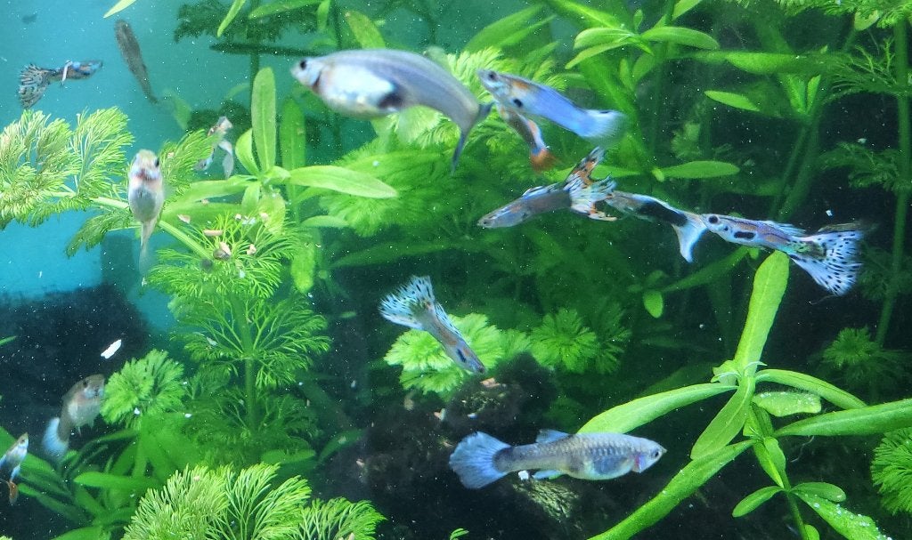 guppy - 1 euro per stuk ( of 10 + 2 gratis ), Vis, Zoetwatervis