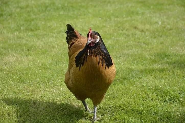 Vorwerk kippen jonge hennen beschikbaar, Dieren en Toebehoren, Vrouwelijk, Kip