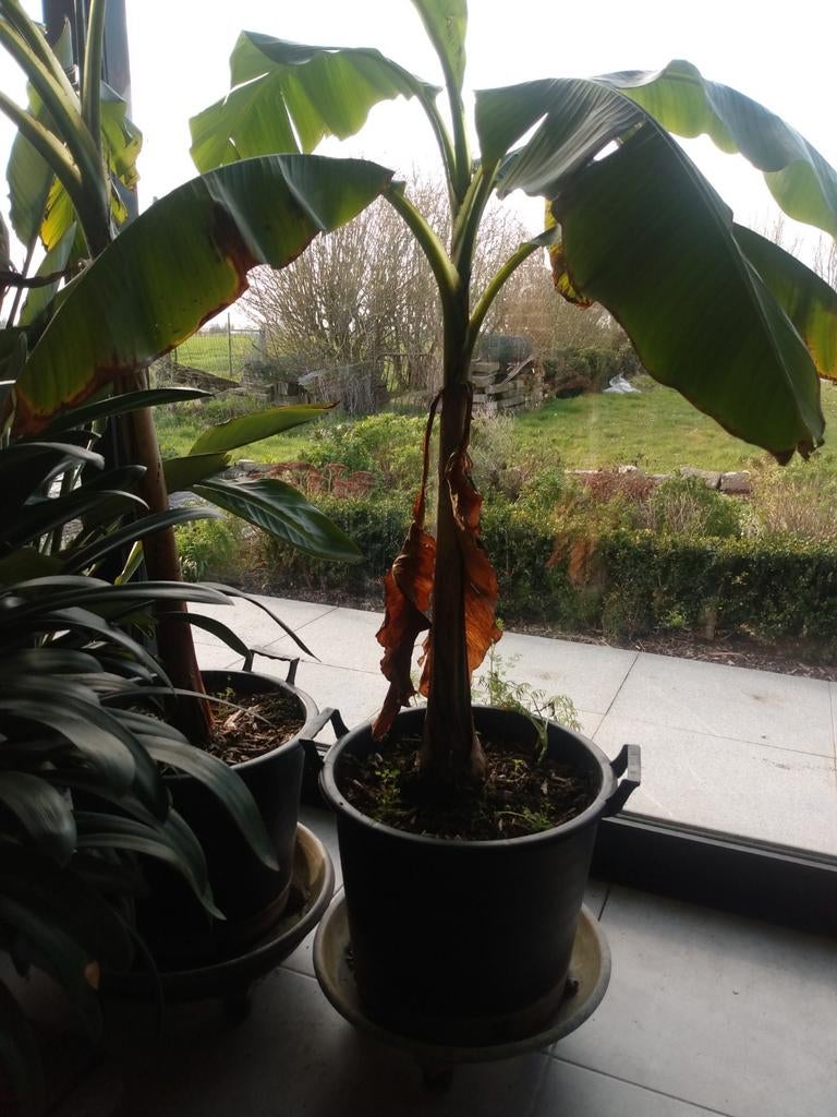 Bananenplant, Tuin en Terras, Ophalen