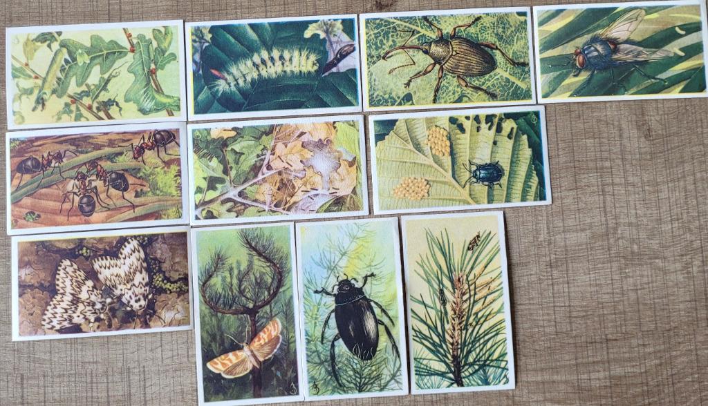 11 oude prentjes: insecten (Veen), Collections, Enlèvement ou Envoi, Utilisé, Animal, Gravure