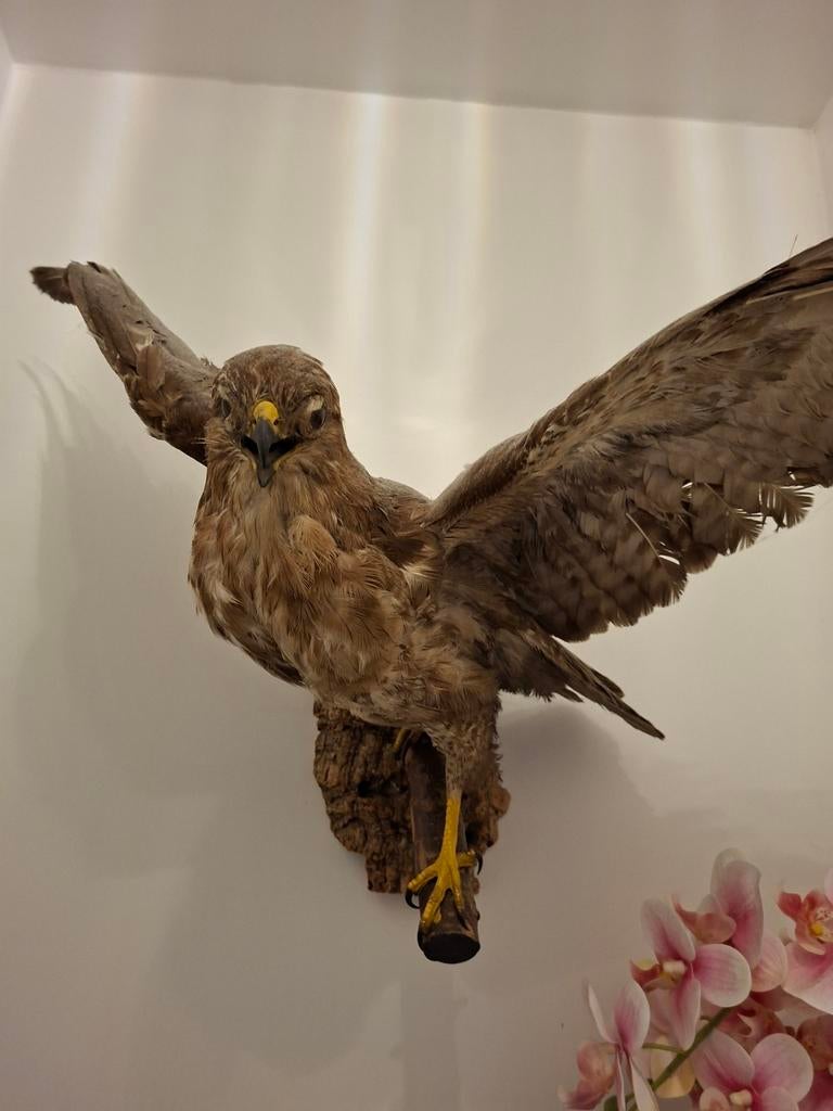Opgezette roofvogel waarschijnlijk een buizert, Roofvogel
