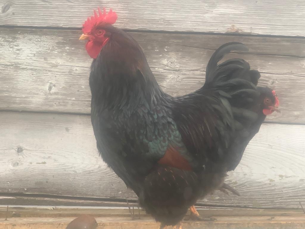 Barnevelder haan, Mannelijk, Kip