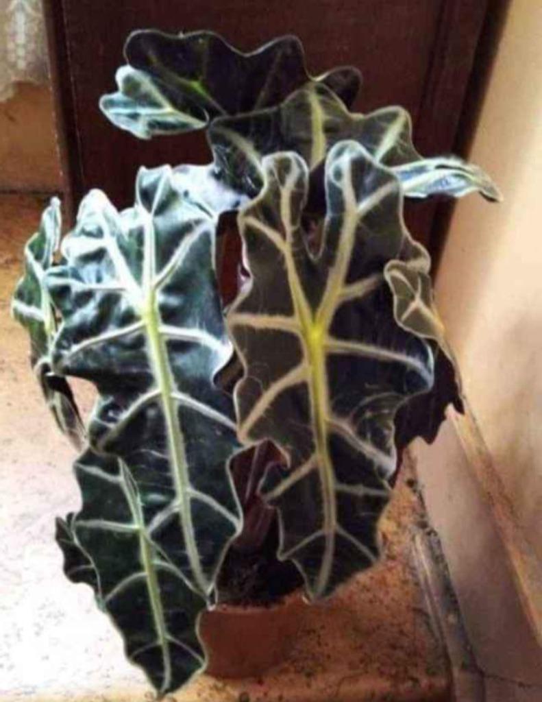 Alocasia, Enlèvement