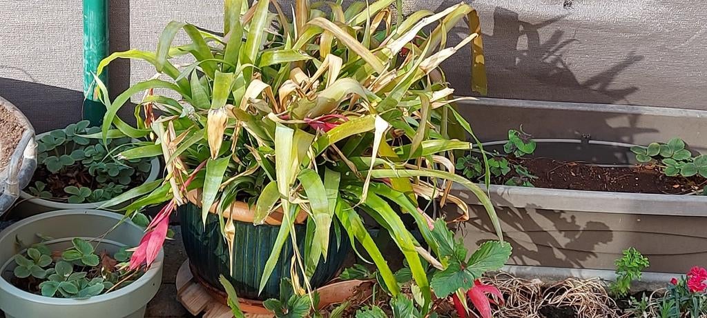 Gratis plant(en) met rode bloemen zonder pot, Huis en Inrichting, Kamerplanten, Bloeiende kamerplant, Ophalen, In pot, Halfschaduw