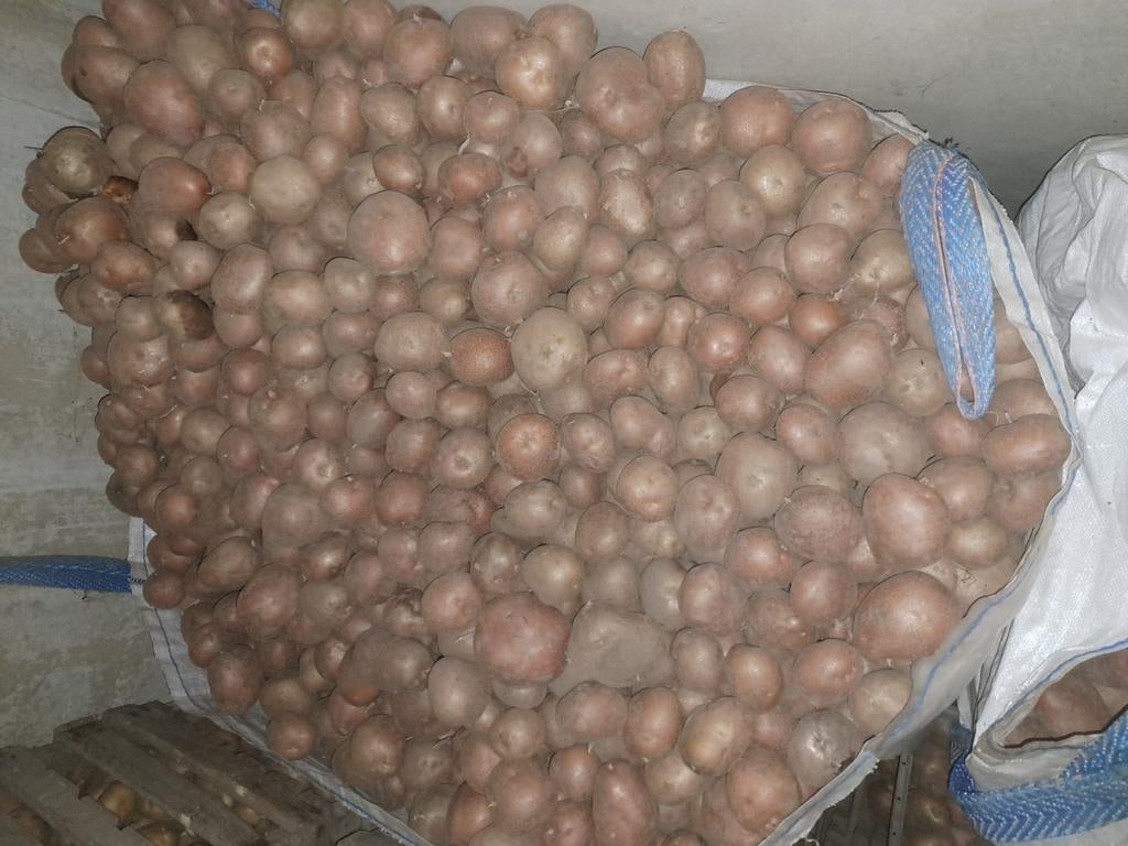 pommes de terre Bildtstar, pommes de terre cuites, Enlèvement