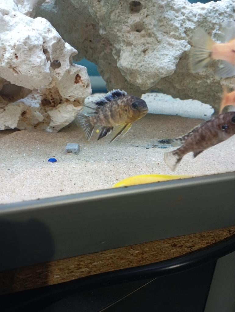 Cichlides malawi tropheops gracilor makonde