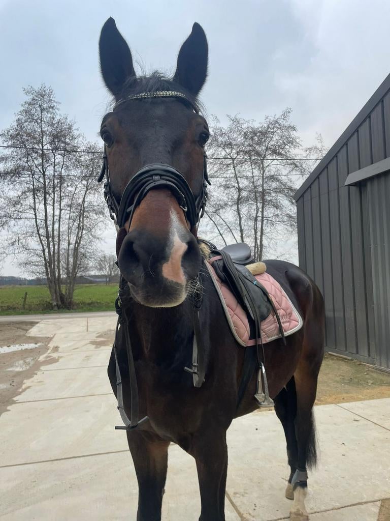 8 jarige recreatie ruin klinisch en rx goedgekeurd 1 m72