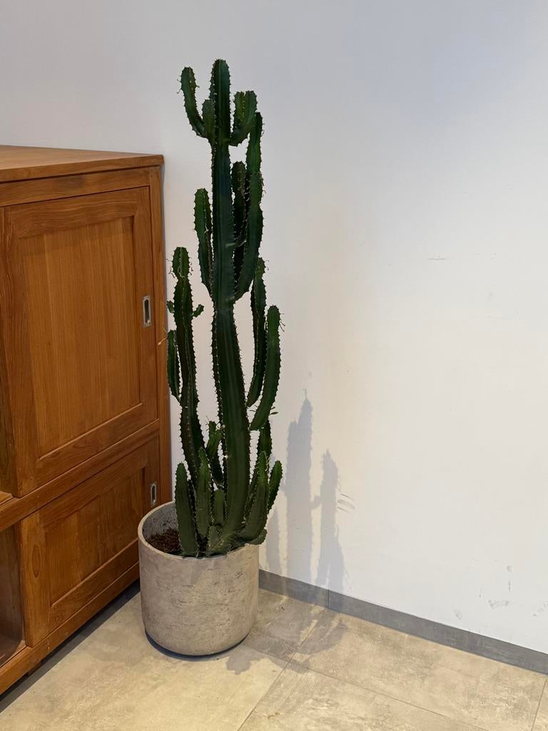 Grote decoratieve cactus (Euphorbia) met designpot, Ophalen, Cactus, In pot, 100 tot 150 cm