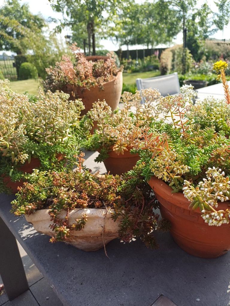 vetplantjes in terracottapot van 1,5  winterhard, Tuin en Terras, Ophalen