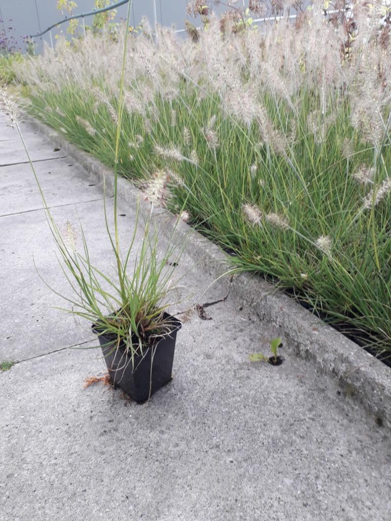 Pennisetum 'Little Bunny'/ Siergras, Enlèvement