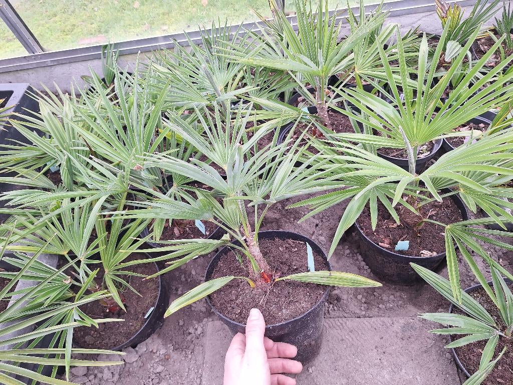 Zeldzame (redelijk) winterharde zilverkleurige palmbomen., Tuin en Terras, Planten | Bomen, In pot, Halfschaduw, Ophalen of Verzenden
