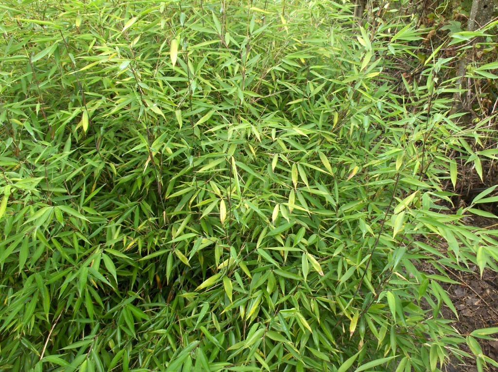 Bamboe Fargesia dracocephala, Tuin en Terras, Ophalen, Bamboe, Haag