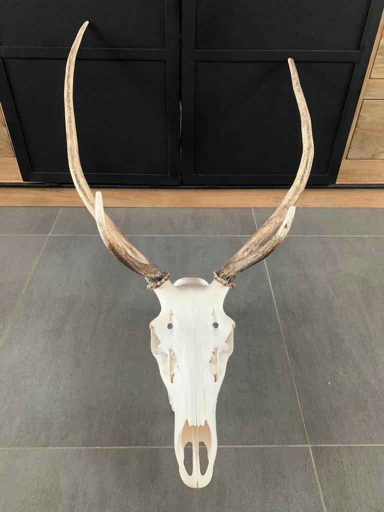 Crane de cerf, Enlèvement, Comme neuf, Cerf, Crâne