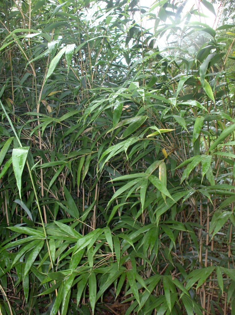 Bamboe Pseudosasa japonica, Pijlbamboe, Ophalen, Bamboe
