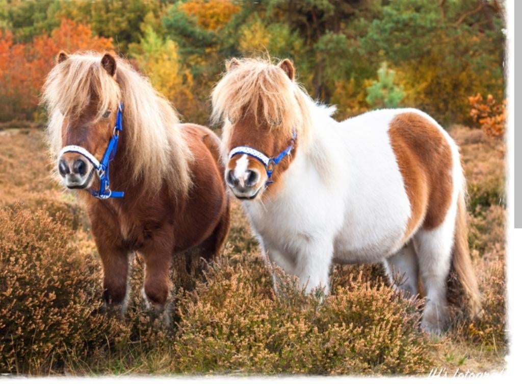 Bereden shetlanders gevraagd, Dieren en Toebehoren, Ophalen