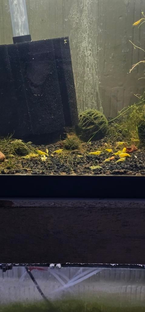 Citroengarnalen, Dieren en Toebehoren, Vissen | Aquariumvissen