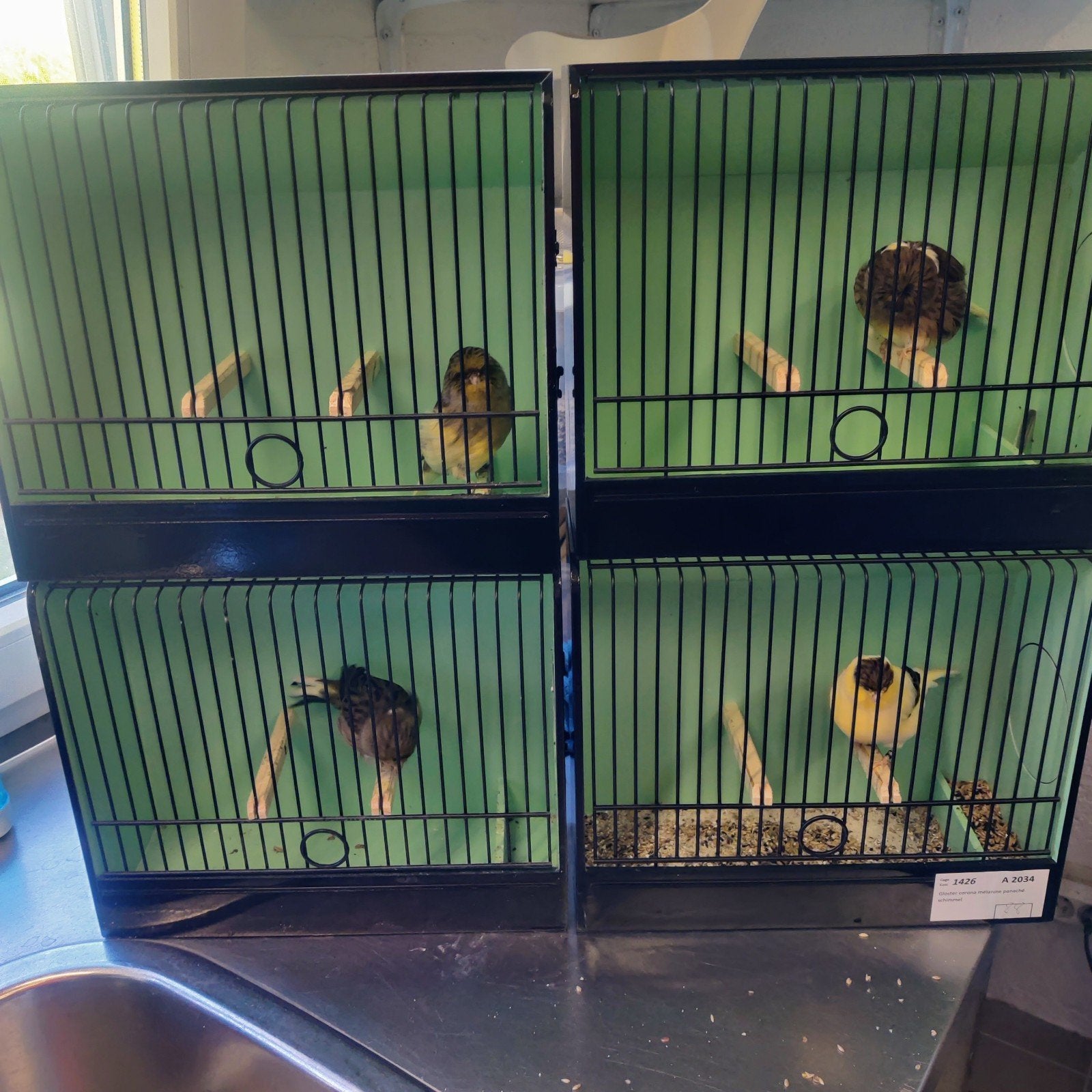 Glosters à vendre/ te koop, Canari de posture