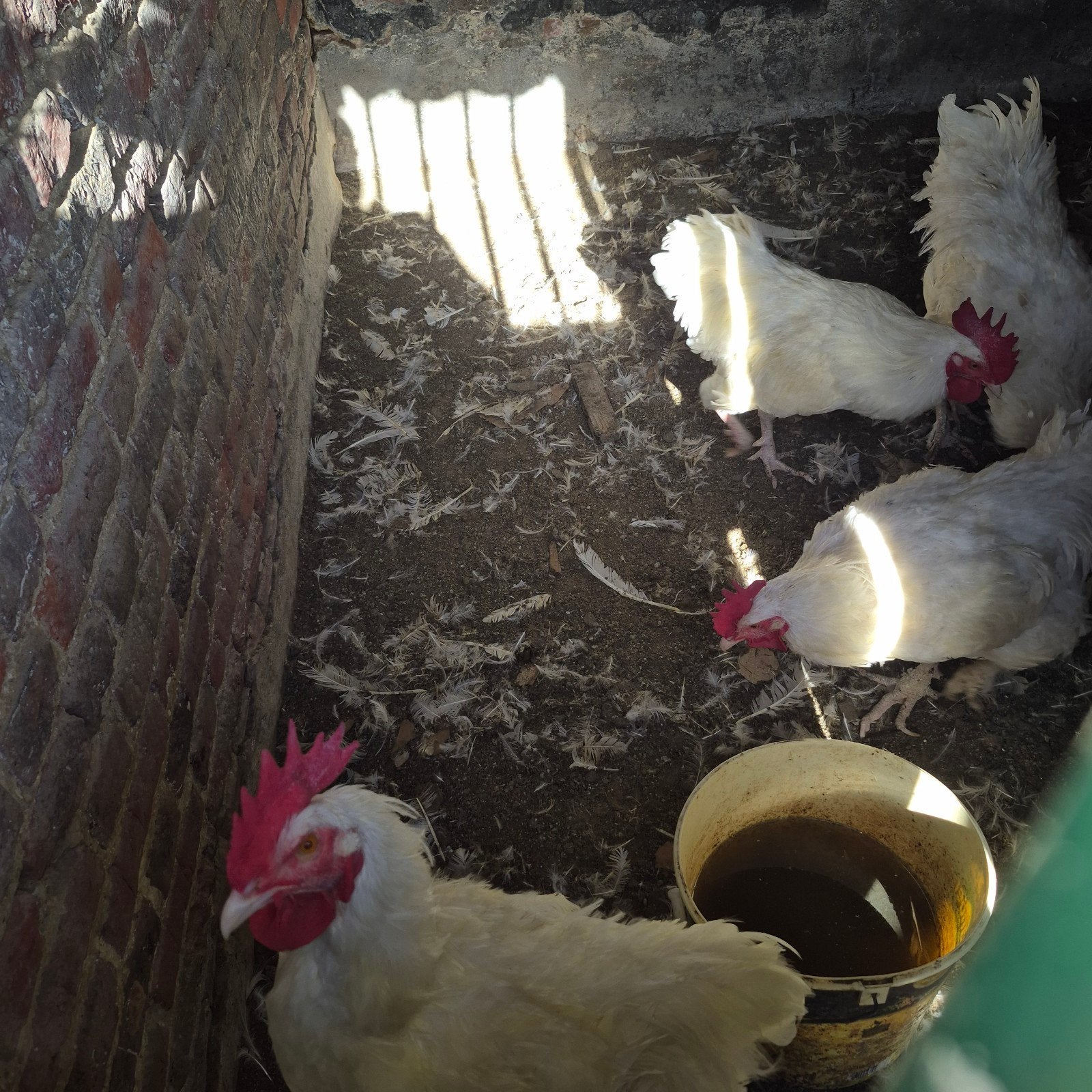 hanen, Mâle, Poule ou poulet