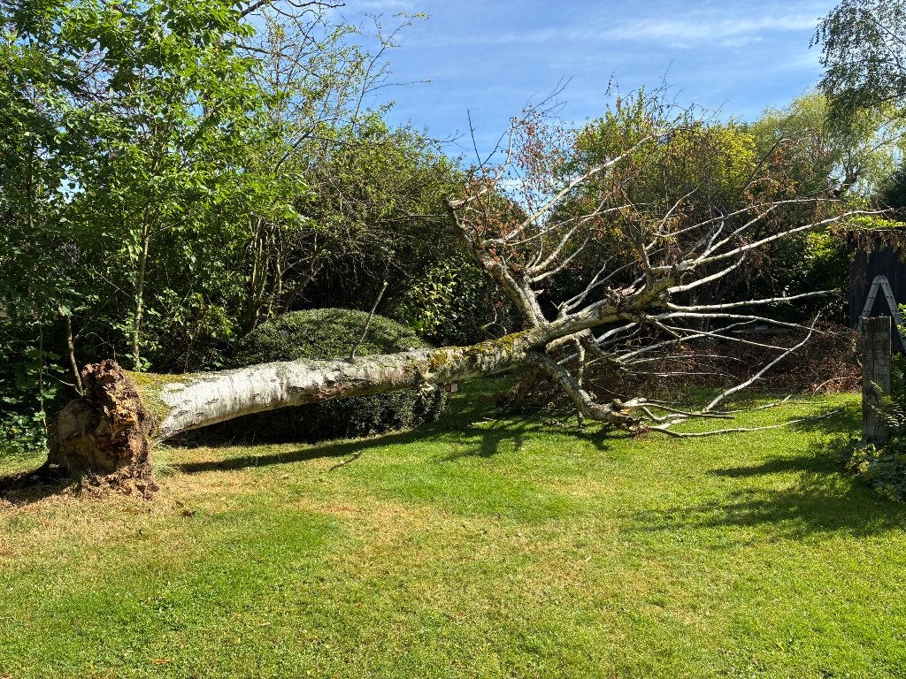 Gratis omgevallen boom - brandhout, Ophalen