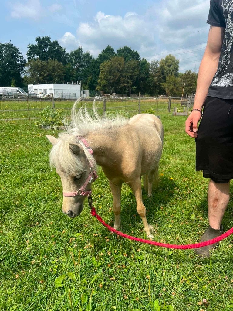 Shetlander, Dieren en Toebehoren, Pony's, Niet van toepassing, 0 tot 2 jaar, A pony (tot 1.17m), Recreatiepony