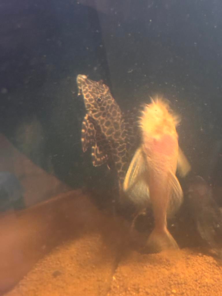 pleco