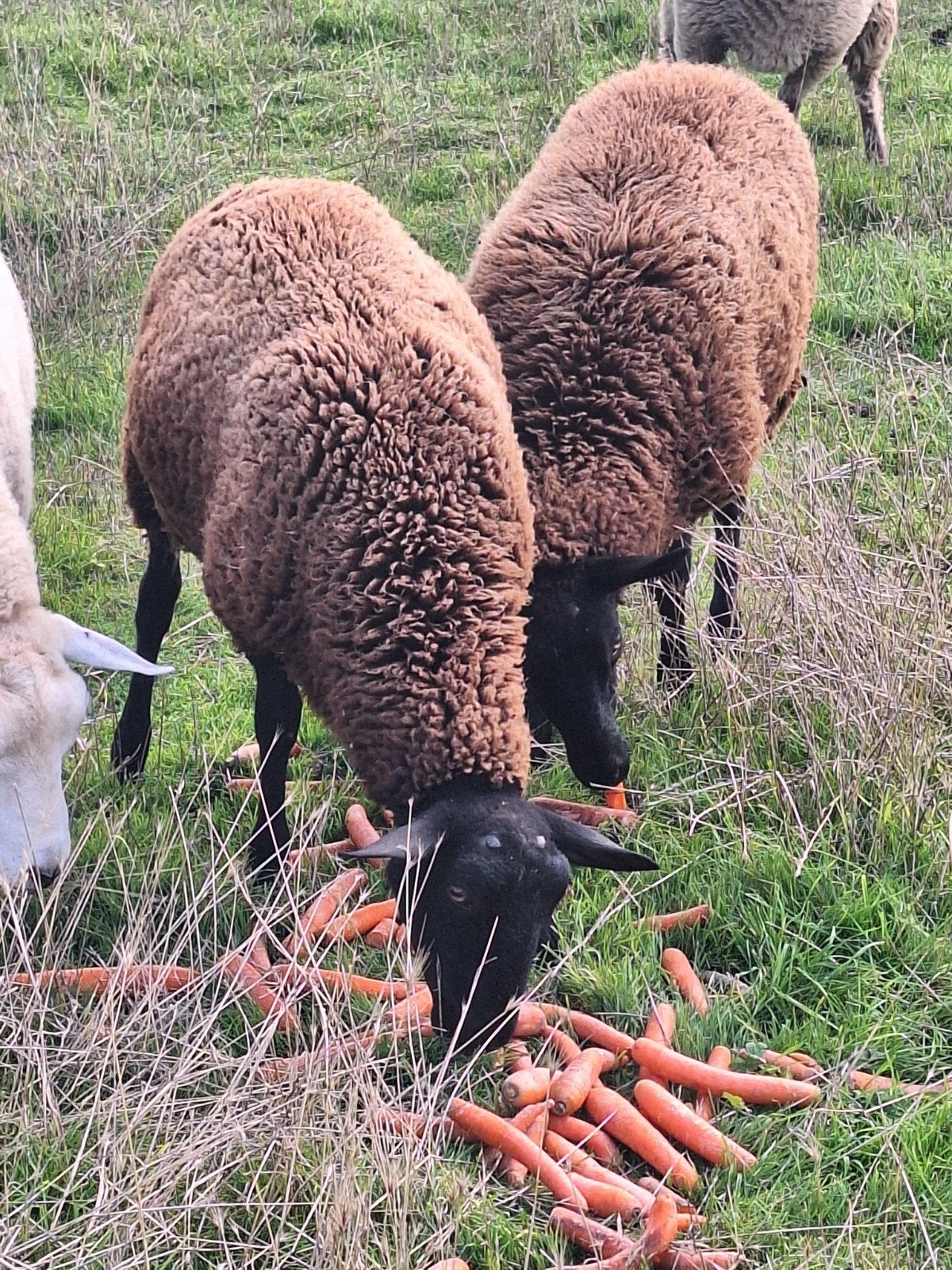 bok en ooitje tekoop, Dieren en Toebehoren, Meerdere dieren, Schaap, 0 tot 2 jaar