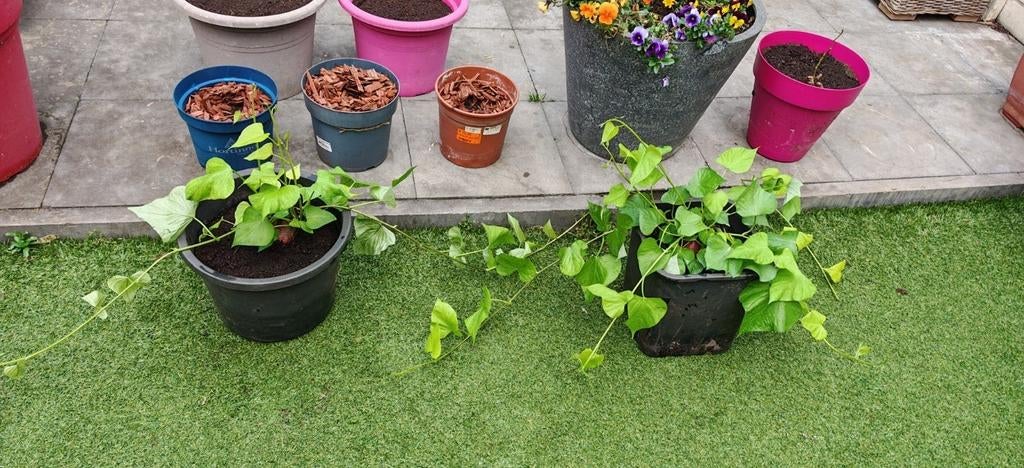 Ik zoek een moestuin om groenten te verbouwen., Tuin en Terras, Planten | Tuinplanten, Ophalen