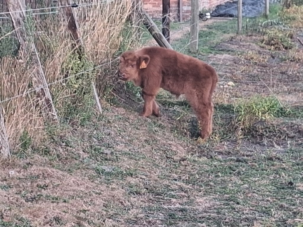 Schotse hooglander, Mannelijk, 0 tot 2 jaar