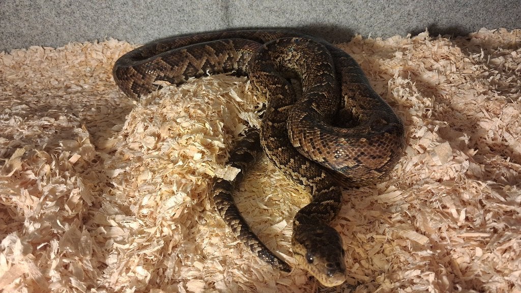 Chilabothrus Angulifer/ Cuban Boa, Dieren en Toebehoren, Slang, Tam, 3 tot 6 jaar