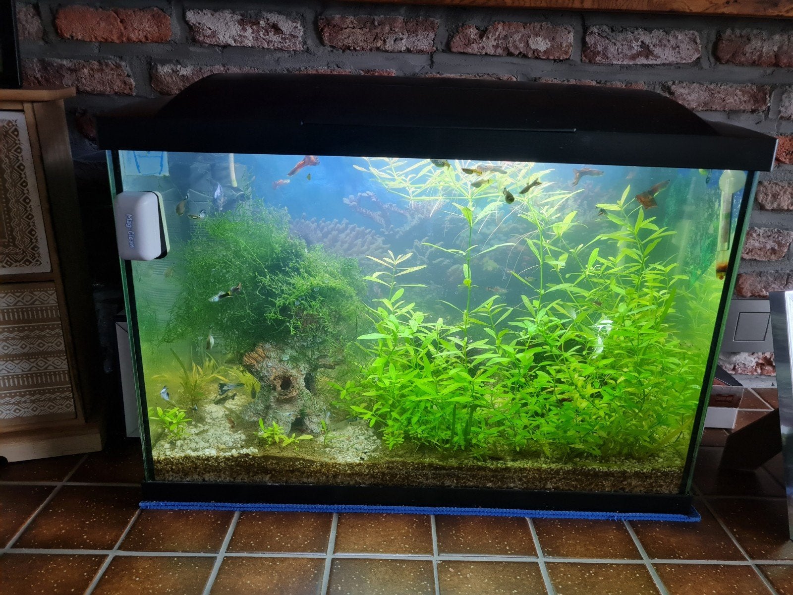 Aquarium te koop met vissen, te zele., Ophalen
