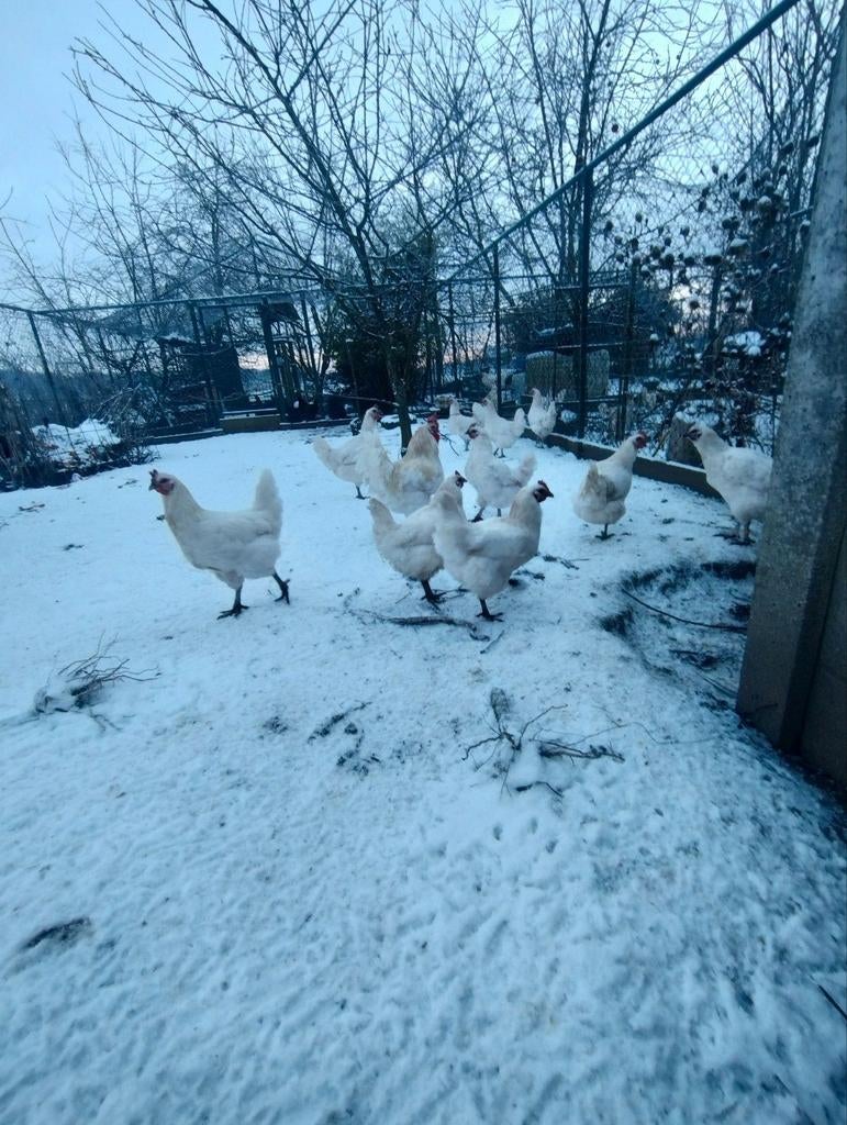 Broedeieren poule de Bresse