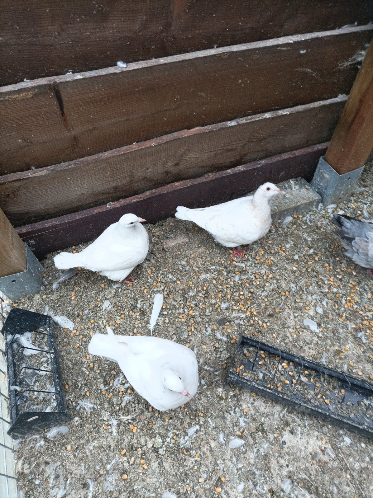 Pigeons d'abattage + - 1 kg, Animaux & Accessoires