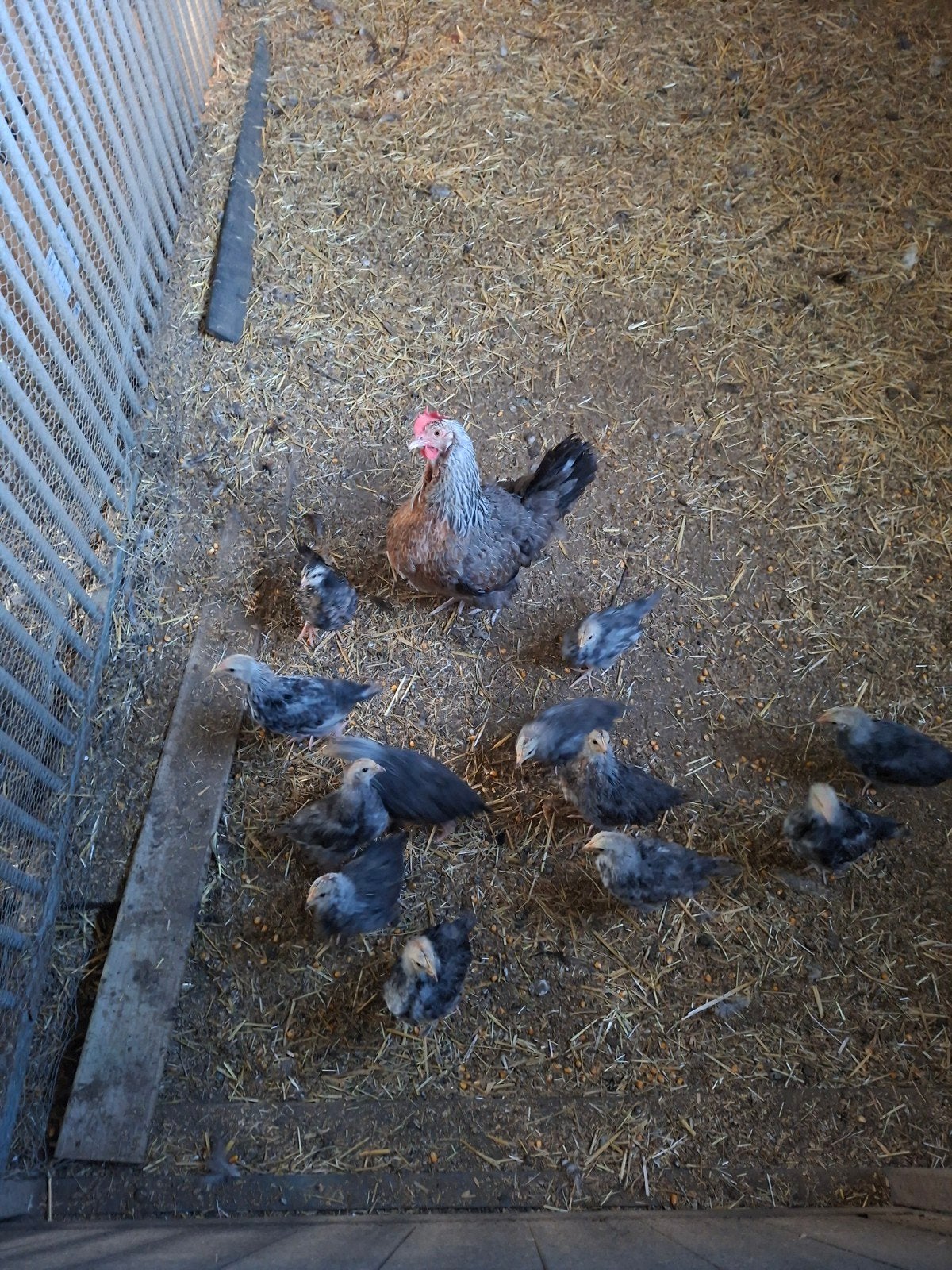 Kippen, Dieren en Toebehoren, Pluimvee