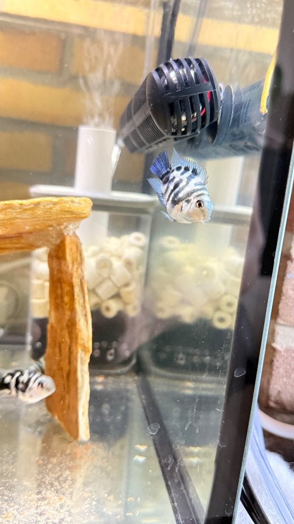 Cichliden, Dieren en Toebehoren, Vis, Zoetwatervis