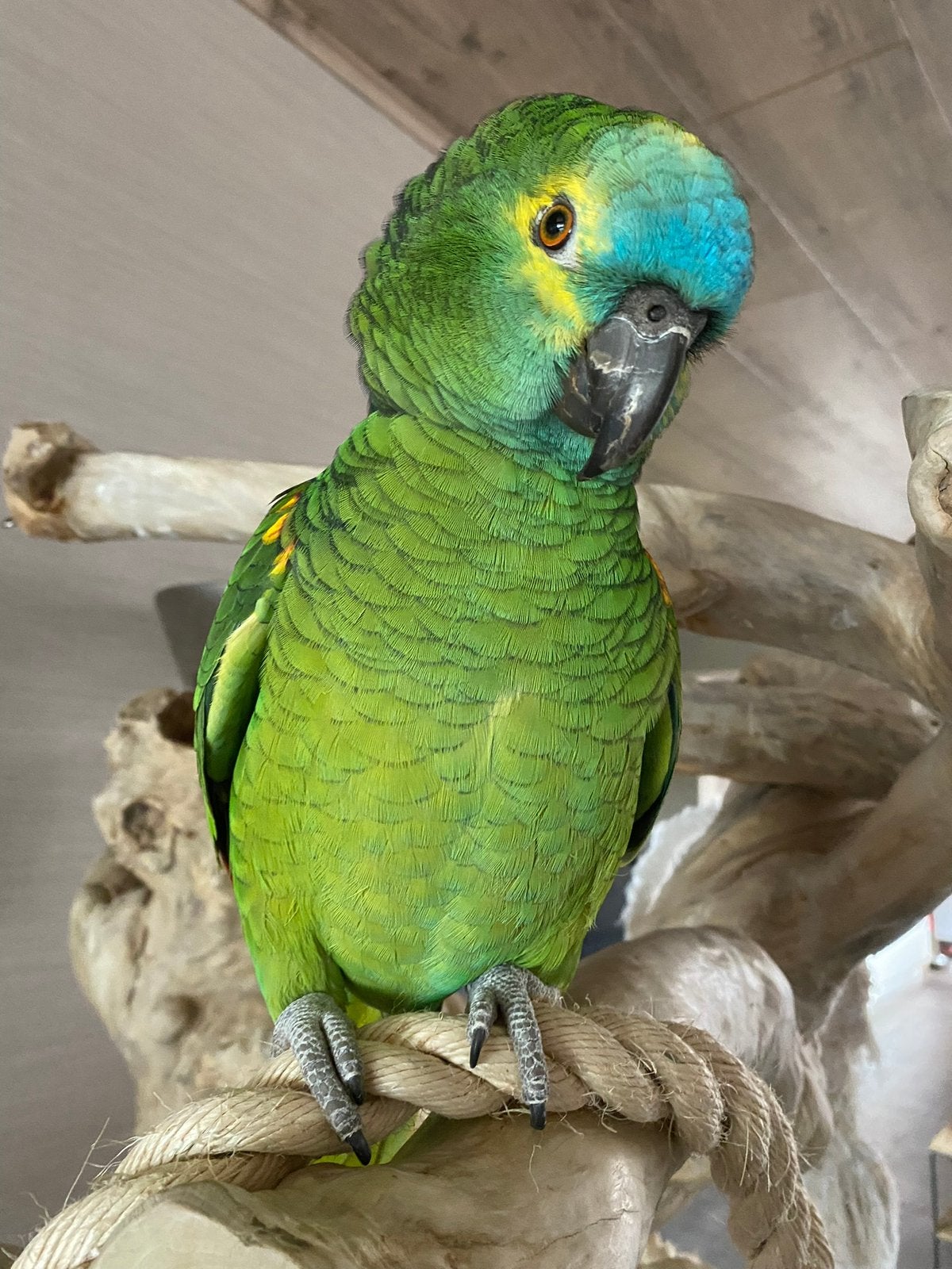 Amazone Blauwvoorhoofd - handtam, Vrouwelijk, Papegaai, Pratend