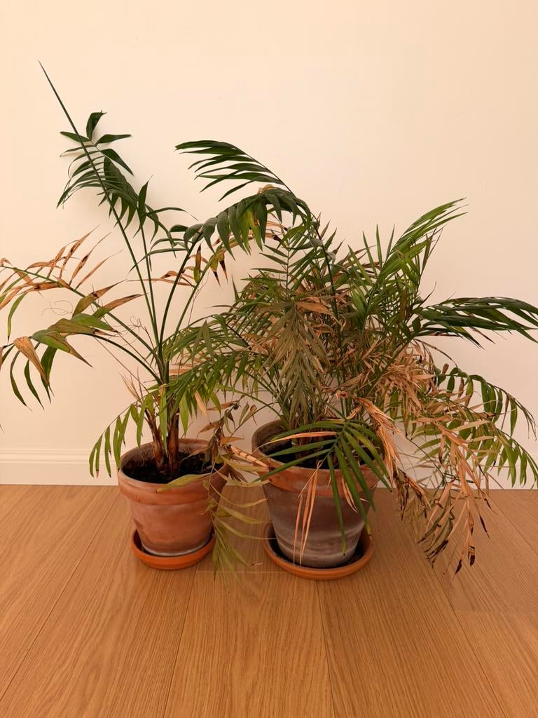 Planten, Ophalen, Palm