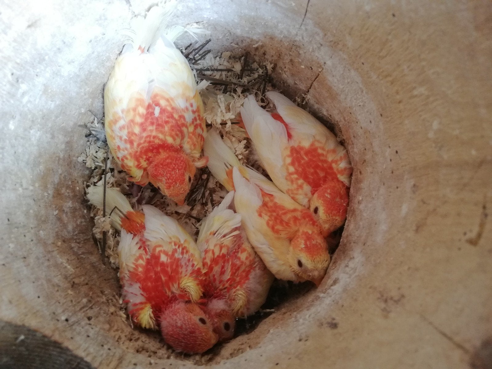 roodruggen, Dieren en Toebehoren, Vrouwelijk, Parkiet, Geringd