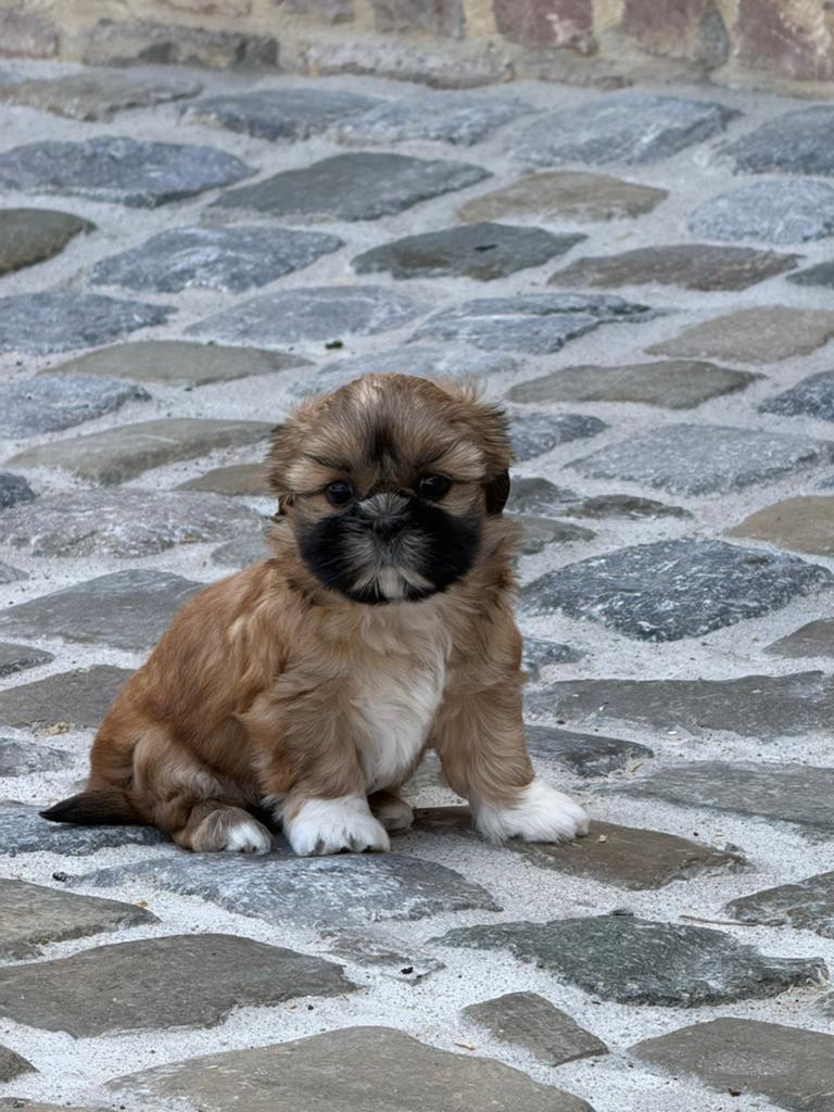 Lhasa apso pups, Dieren en Toebehoren, Parvo, België, 8 tot 15 weken, Meerdere