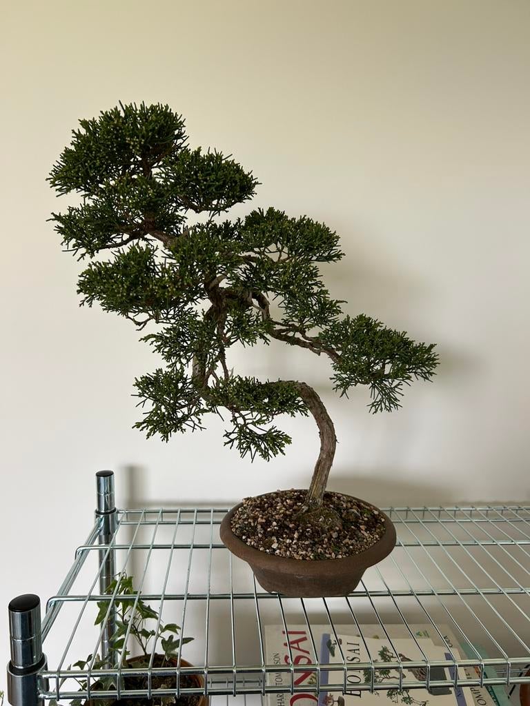 Bonsai juniperus, Ophalen