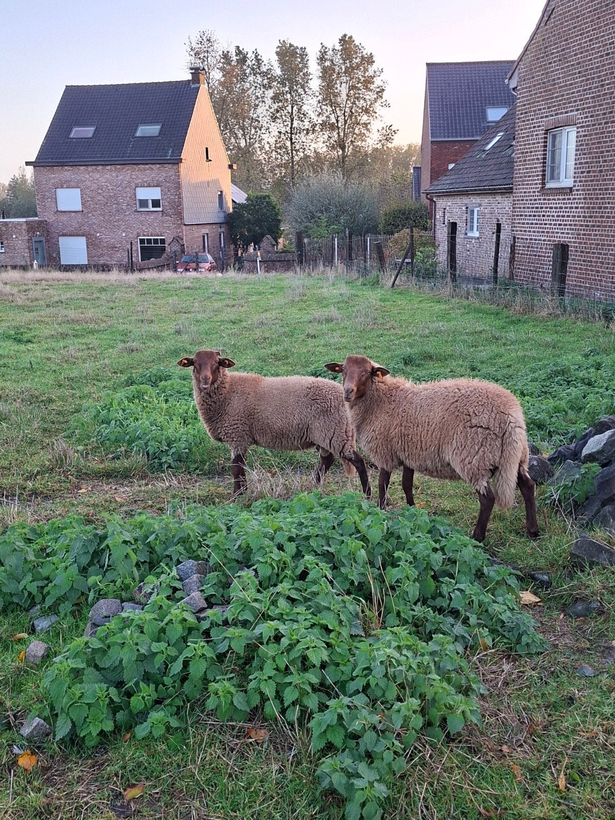 raszuivere voskop rammen, Dieren en Toebehoren