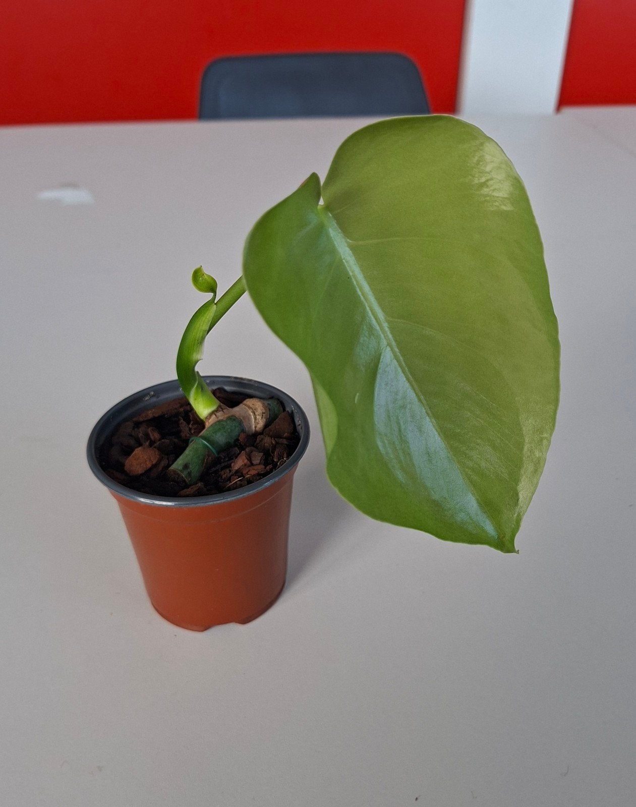 Monstera Delisiosa(goed gewortelde stek/well rooted cutting), Huis en Inrichting, Kamerplanten, Ophalen, Overige soorten, Halfschaduw