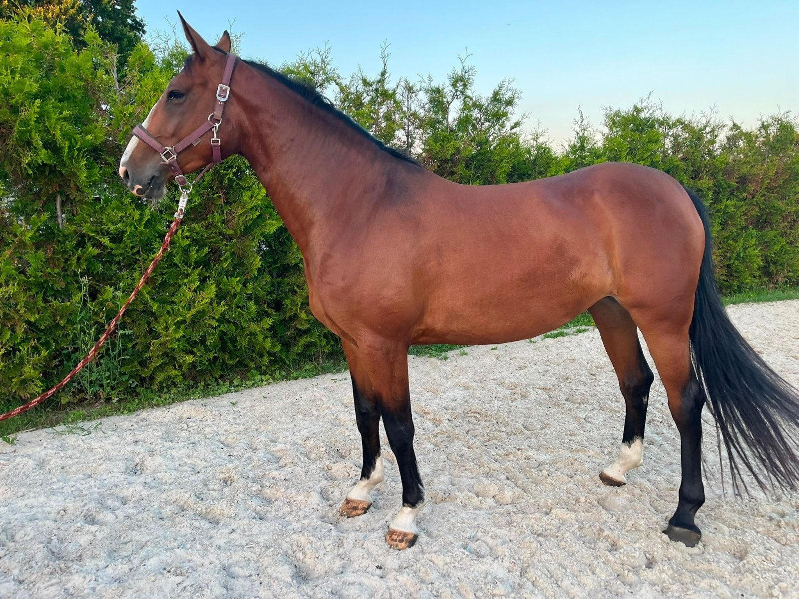 5 jarige merrie ( warrior x quavaroti), Animaux & Accessoires, Chevaux, Jument