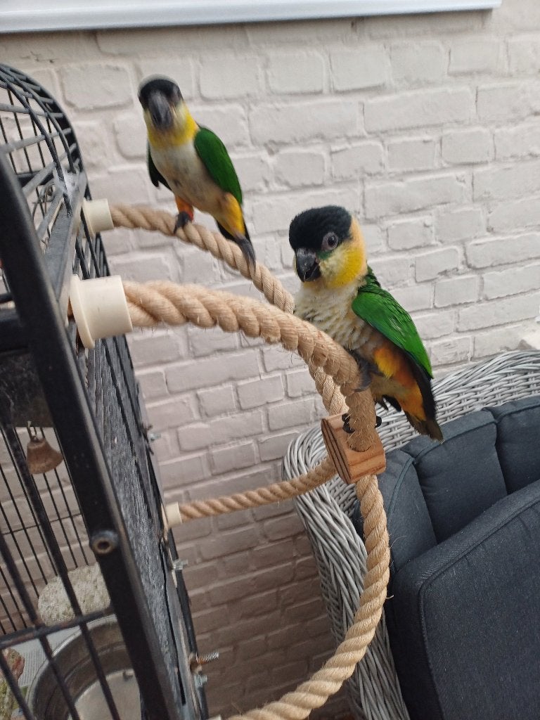 Zwartkop Caique, Dieren en Toebehoren, Mannelijk, Dwergpapegaai of Agapornis, Tam