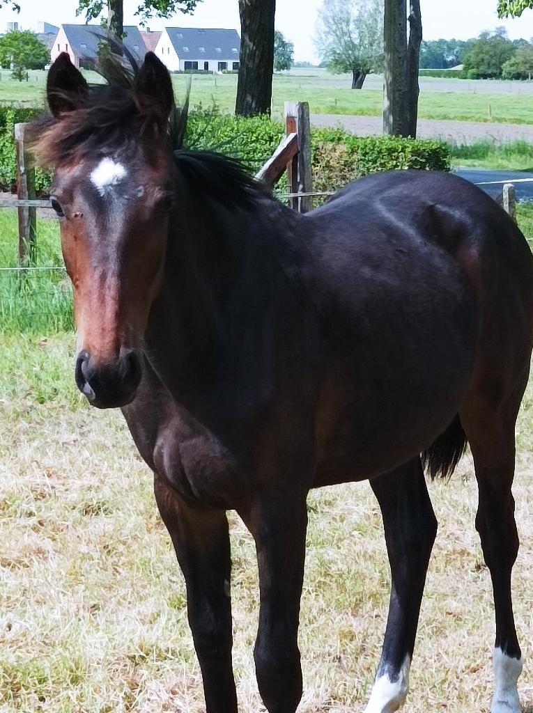 BWP merrie jaarling, Dieren en Toebehoren, Merrie, Springpaard, Met stamboom, 0 tot 2 jaar