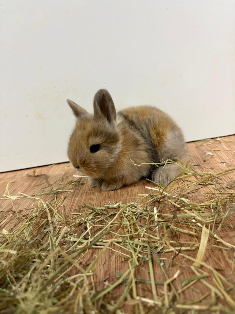 Jonge konijntjes, Hangoor