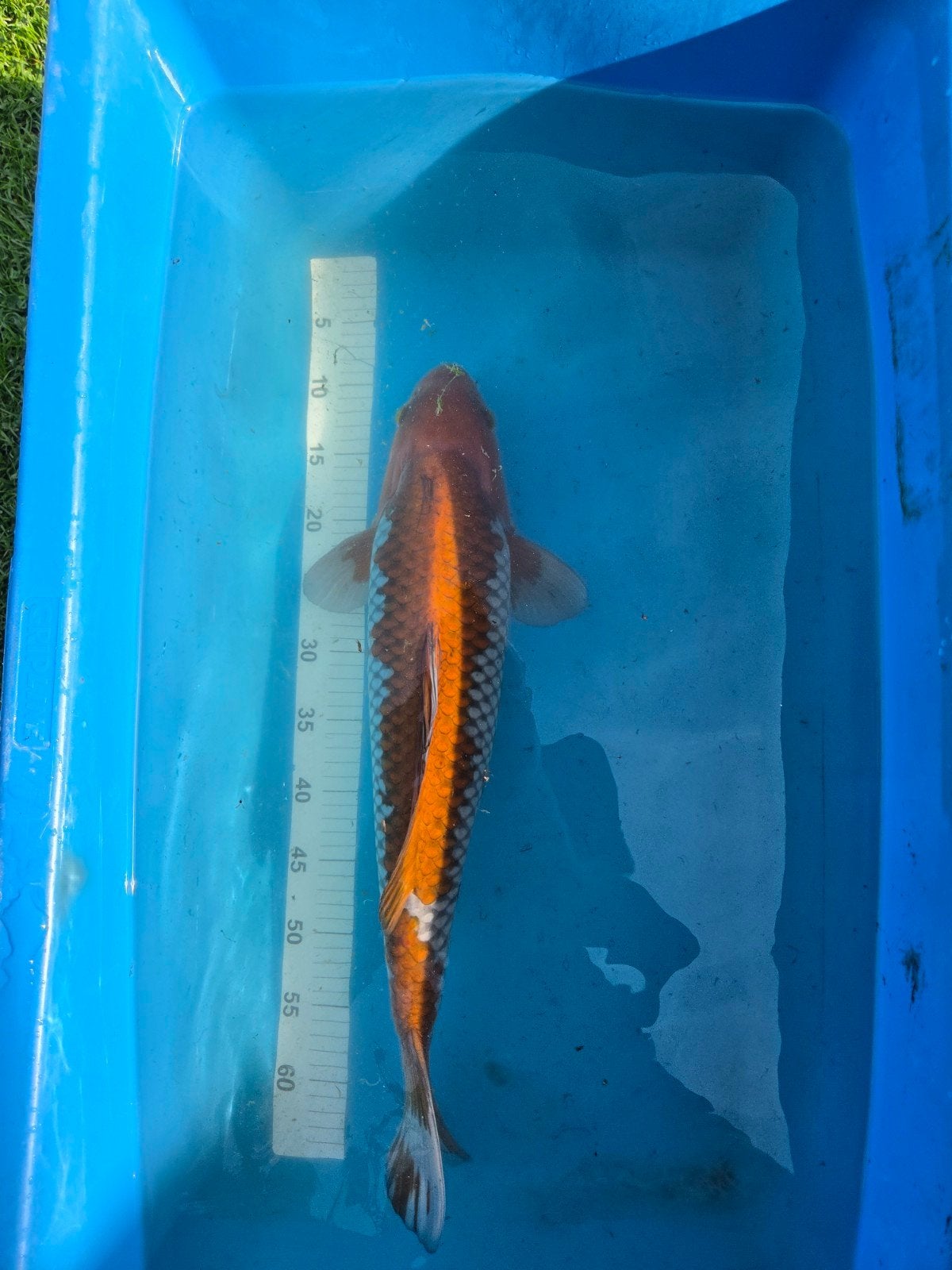 Zeer mooie Ochiba Shigure 55-60cm