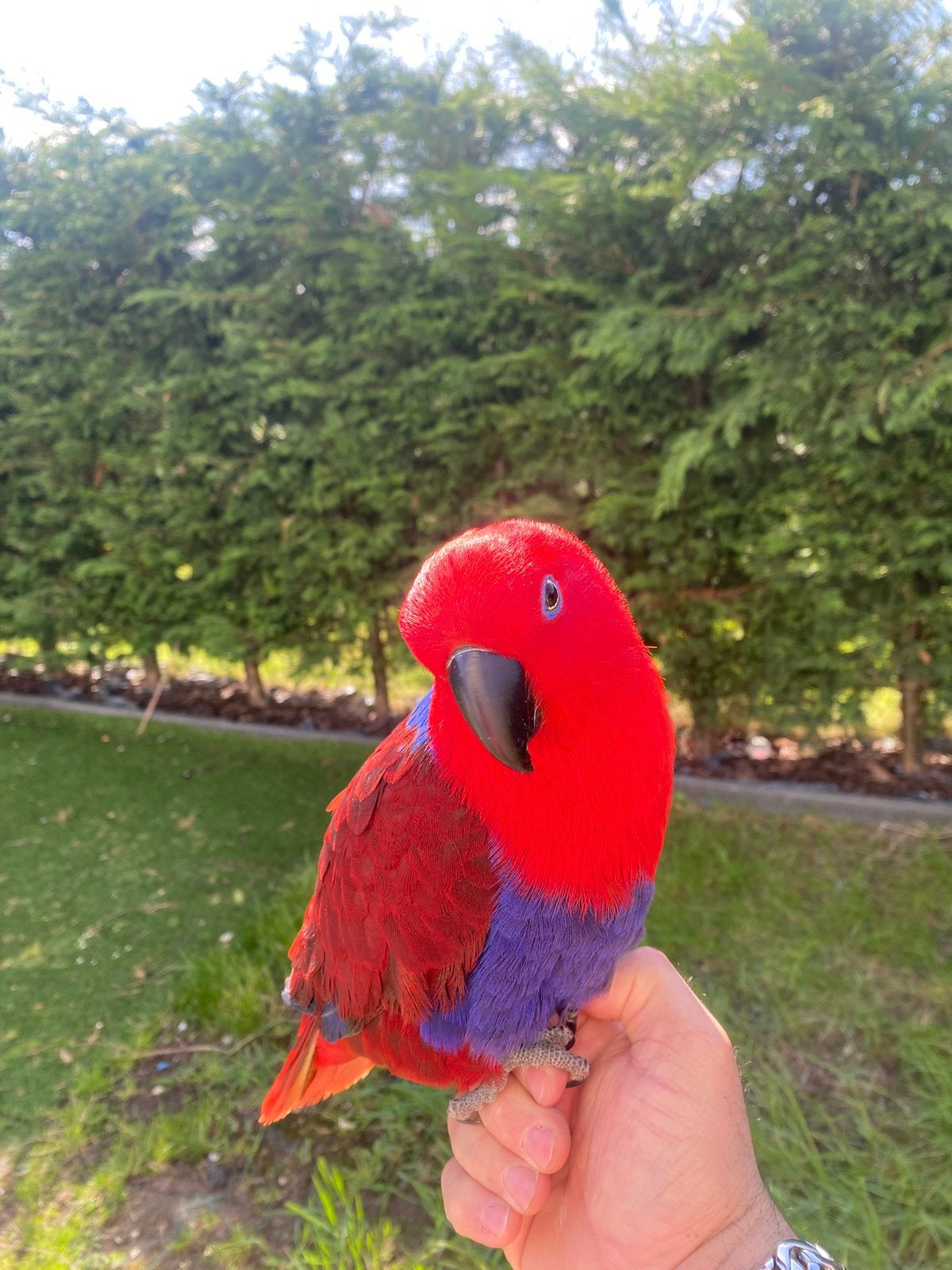 Jonge Edelpapegaai van 1 maand te koop, Dieren en Toebehoren