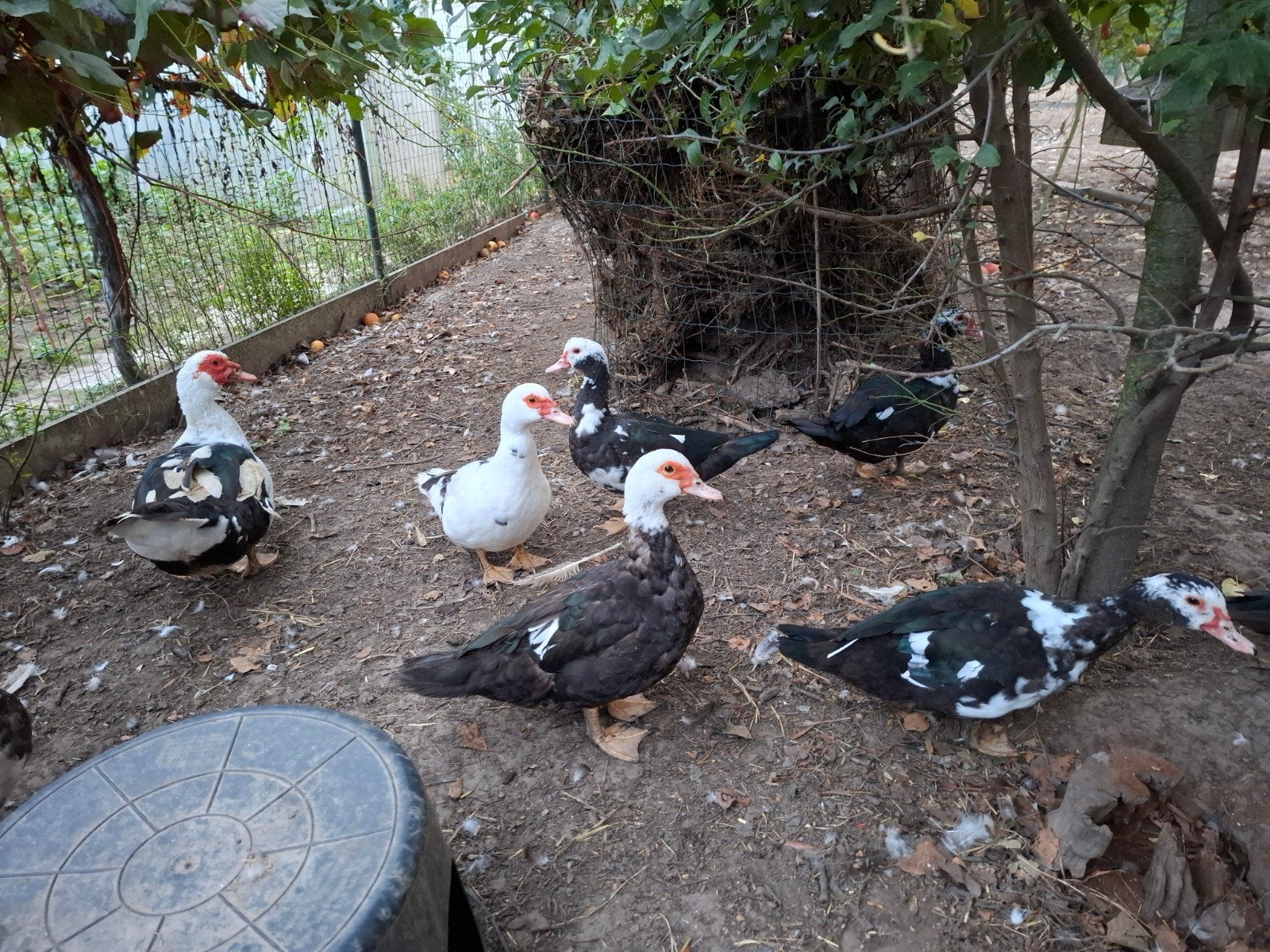 Barberie te koop, Dieren en Toebehoren