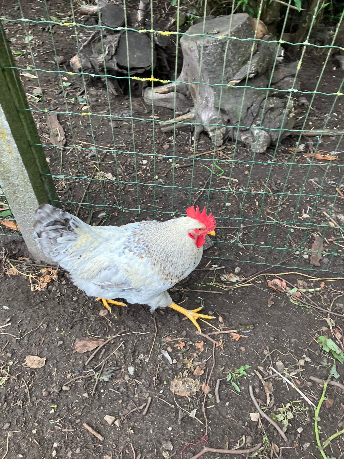 Witte haan, Dieren en Toebehoren, Mannelijk