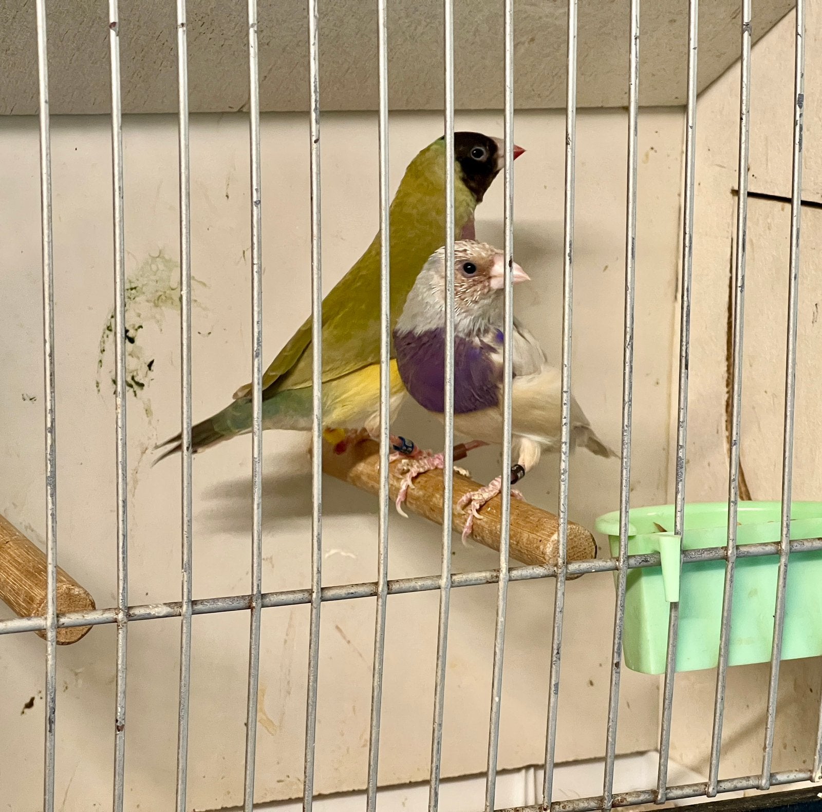 Koppel Goulds, Animaux & Accessoires, Oiseaux | Oiseaux Autre